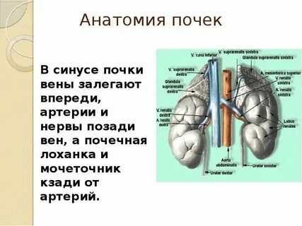 Диффузные изменения структуры синуса обеих почек
