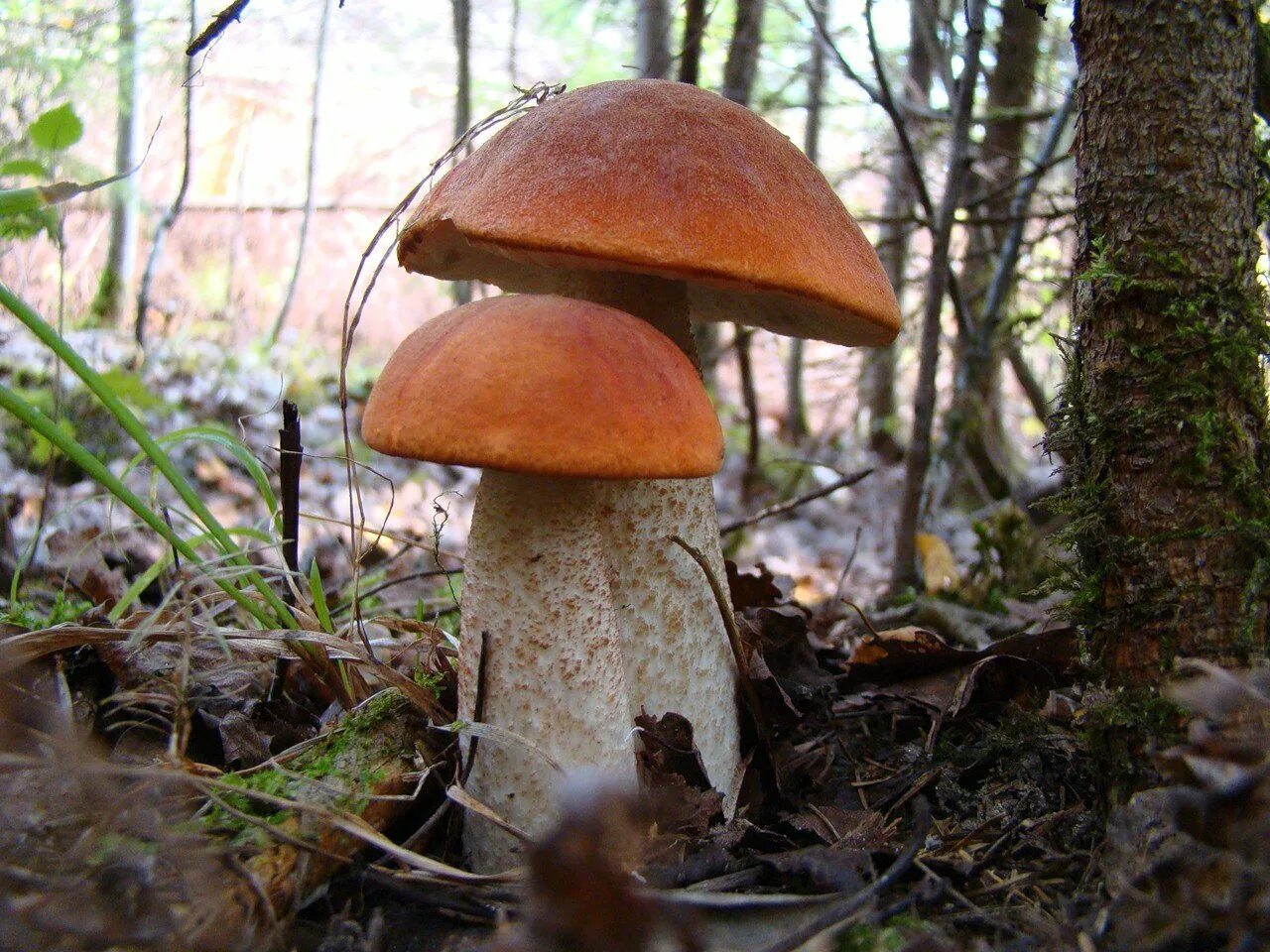 подосиновик.