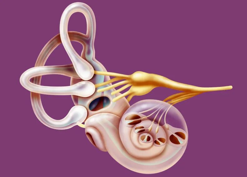 Механизм вестибулярного аппарата. Внутреннее ухо вестибулярный аппарат. Вестибулярный аппарат анатомия. Вестибулярный анализатор внутреннего уха. Орган равновесия вестибулярный аппарат.