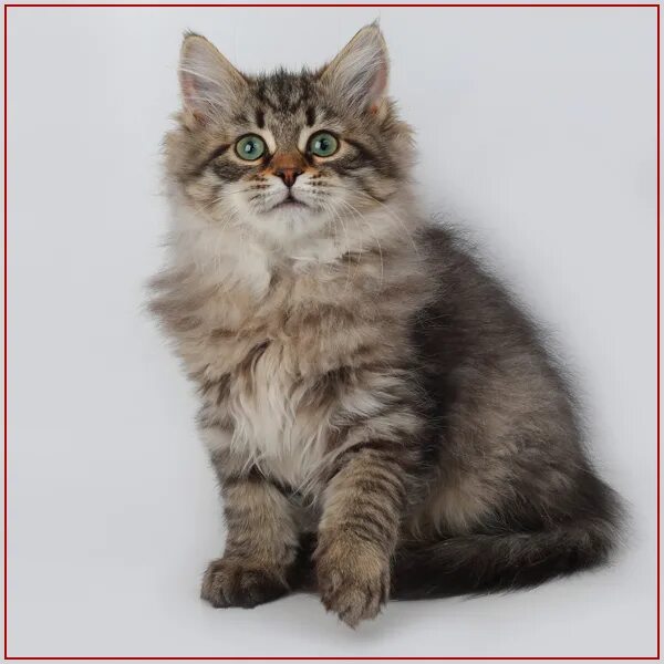 Сибирская кошка мальчик. Сибирская кошка котята. Сибирский кот питомник сибирское чудо. Невская легенда питомник сибирских кошек. Сибирские коты.