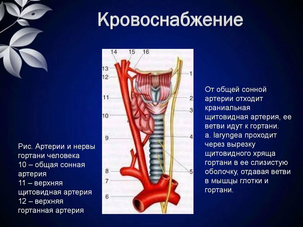 Нерв глотки. Топографическая анатомия гортани кровоснабжение. Топография трахеи кровоснабжение. Кровоснабжение трахеи схема. Гортанный нерв топография.