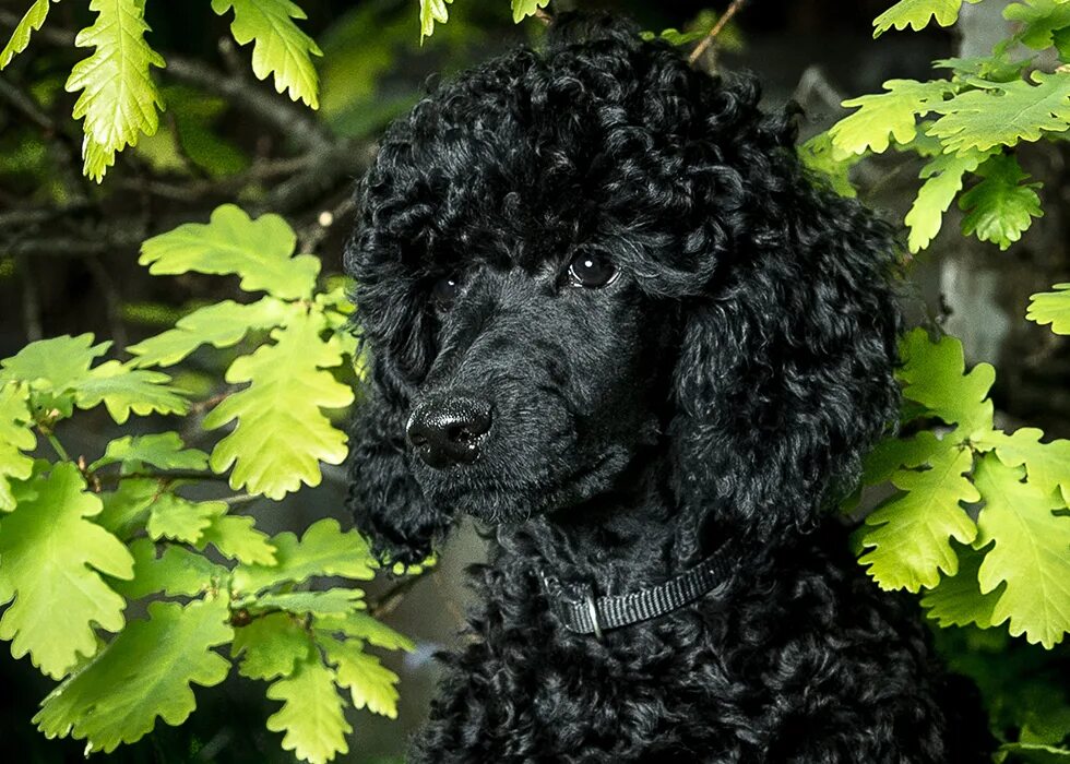 карликовый пудель черный. пудель черный малый. карликовый пудель черный. карликовый пудель нестриженный. королевский пудель черный.