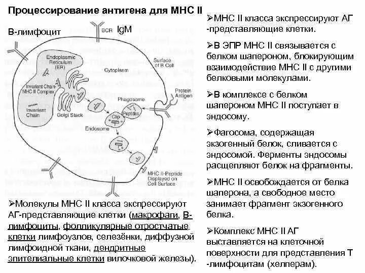 Экзогенные антигены. Антигены MHC 2 класса. Процессирование антигена. Антигены 1 класса. Процессинг антигена.