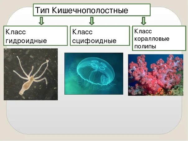 Особенности группы кишечнополостные. Тип Кишечнополостные Гидроидные. Кишечнополостные Гидроидные полипы представители. Представители гидроидных кишечнополостных 7 класс. Биология 7 класс Тип Кишечнополостные класс Гидроидные.