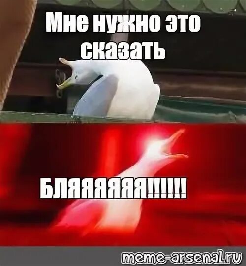 Чайка Мем. Глубокий вдох бляяяя Мем. Мне нужны ответы Мем. Глубокий вдох ааааа.