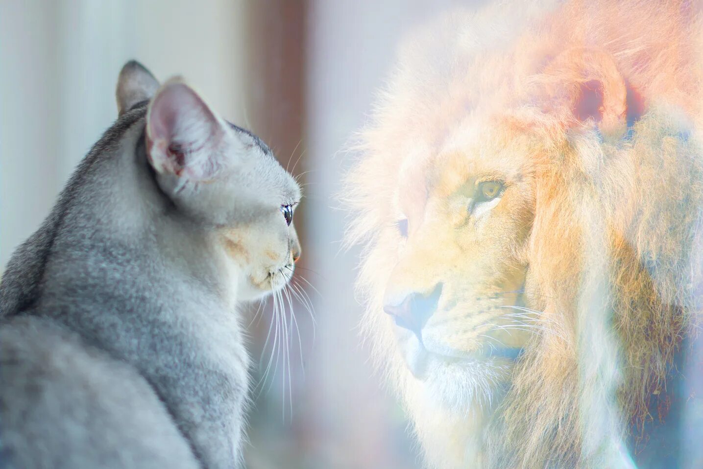 Кот лев. Кот в отражении Лев. Котенок в отражении Лев. Кот в зеркале Лев. Отражение Льва в зеркале.