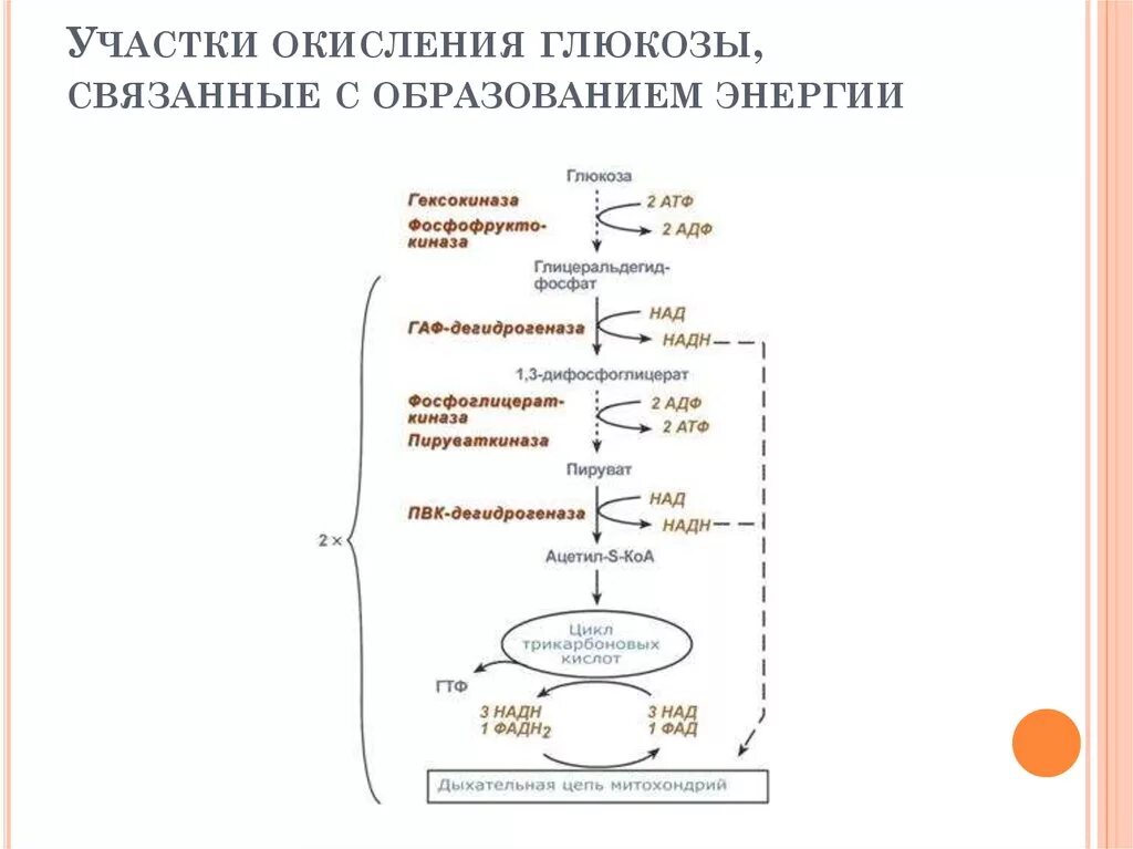 Схема дыхания окисления Глюкозы. Схема полного окисления Глюкозы. Окисление Глюкозы АТФ. 2 Типа окисления Глюкозы. Установите последовательность этапов окисления крахмала