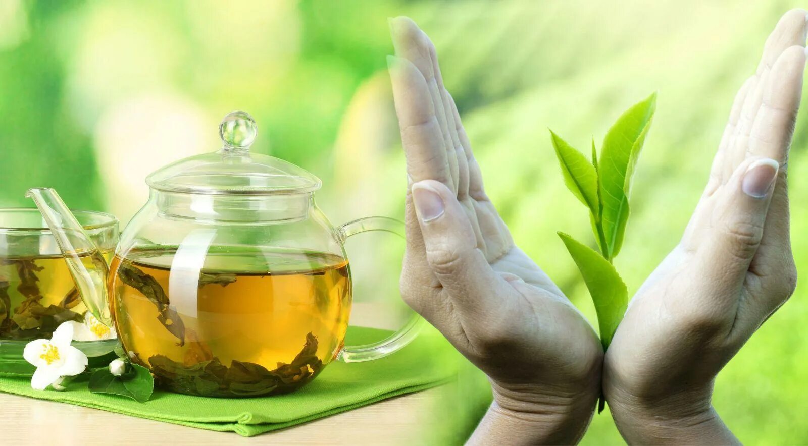Вред зеленого чая для мужчин. Зеленый чай. Чай здоровье. Травяной чай здоровье. Травы для чая.