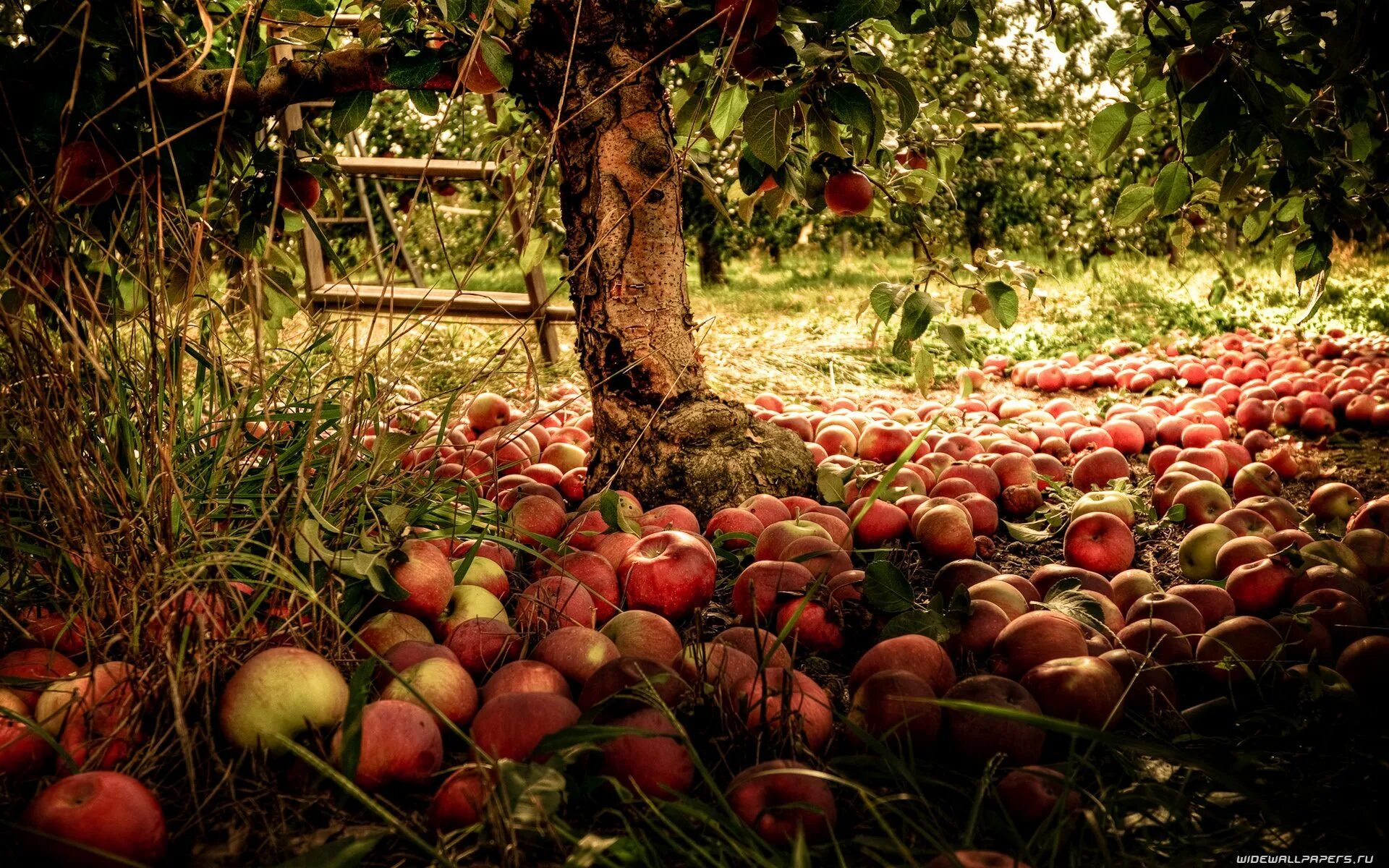 Старое плодовое. Осенний сад. Яблоки в саду. Яблоневый сад. Осень яблоки.