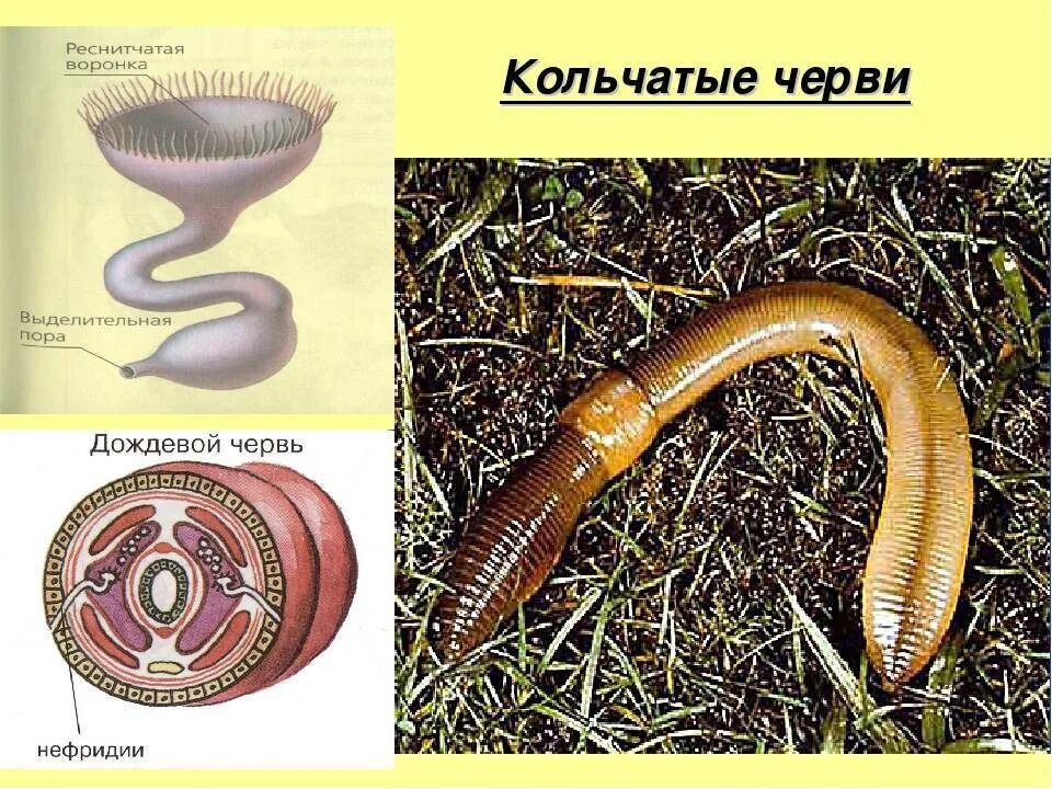 Древний кольчатый червь. Кольчатые черви кольчатые черви. Кольчатые черви аннелиды. Кольчатые черви дождевой червь. Беспозвоночные кольчатые черви.