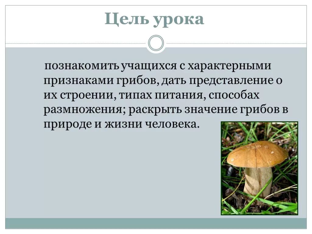 Признаки грибов 7 класс. Грибы общая характеристика. Значение шляпочных грибов в жизни человека. Шляпочные грибы. Шляпочные грибы значение в природе и жизни человека.