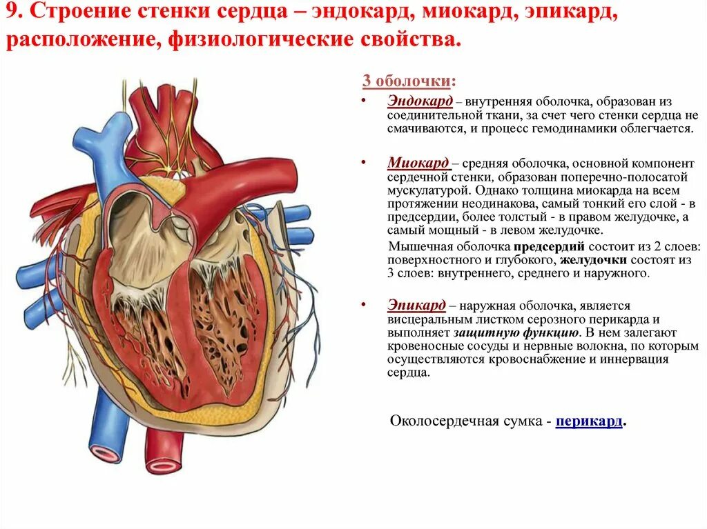 Слои предсердия. Строение сердца перикард миокард. Строение стенки сердца эпикард. Оболочки сердца перикард миокард эндокард эпикард. Строение и функции миокарда и перикарда.