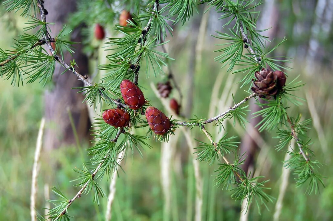 Лиственница Сибирская Larix sibirica. Лиственница Сибирская Larix sibirica шишки. Лиственница Гмелина Даурская. Лиственница Сибирская (Larix sibirica) ‘Романюк’.