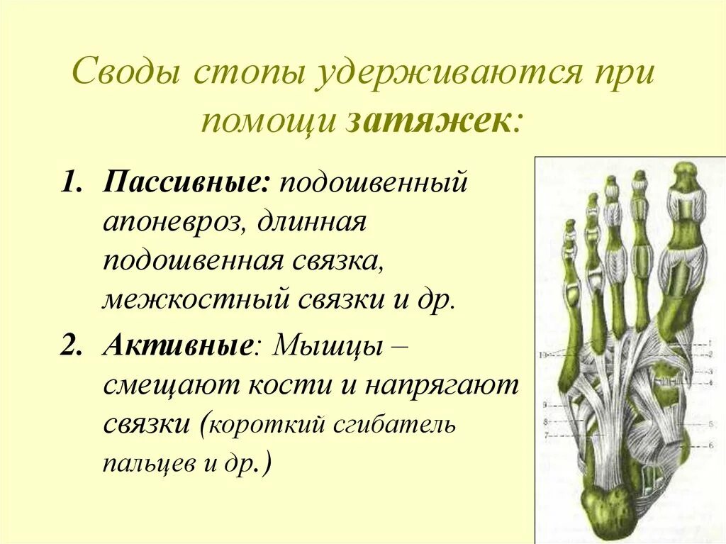 Пассивные затяжки сводов стопы. Активные и пассивные затяжки стопы. пассивные затяжки продольных сводов стопы. активные и пассивные затяжки сводов стопы. активная затяжка поперечного свода стопы.