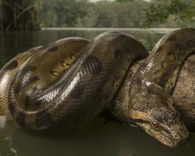 Анаконда змея. Болотная Анаконда. Анаконда змея самая большая. Анаконда Среднеазиатская. Сам большие змеи