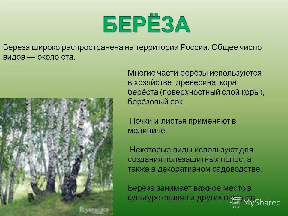 Описание березы. Береза краткое описание. Доклад про березу. Береза особенности дерева.