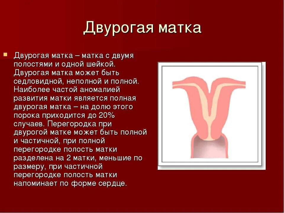 Двурогая седловидная матка. Двурогая матка с двумя шейками. Аномалия развития матки двурогая матка. Врожденные аномалии развития половых органов двурогая матка. Что такое двурогая матка