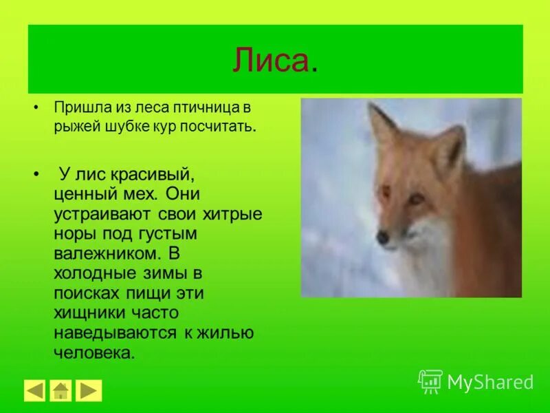 Сообщение на тему дикое животное. Рассказ о лисе. Небольшой доклад о лисе. Рассказ про лису. Краткое описание лисы.