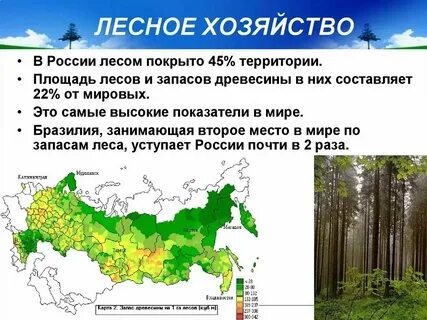 В какой природной зоне преобладают хвойные