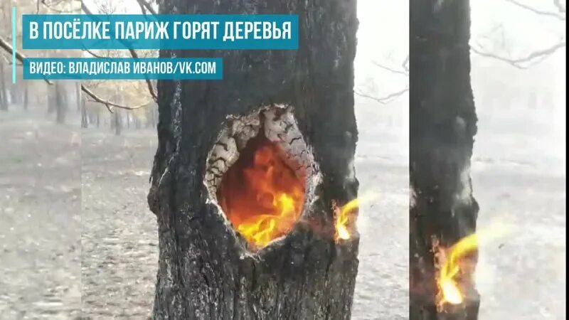 Пик пожар. Птенцы в горящем дереве. Деревья горят ночью в Пяд.