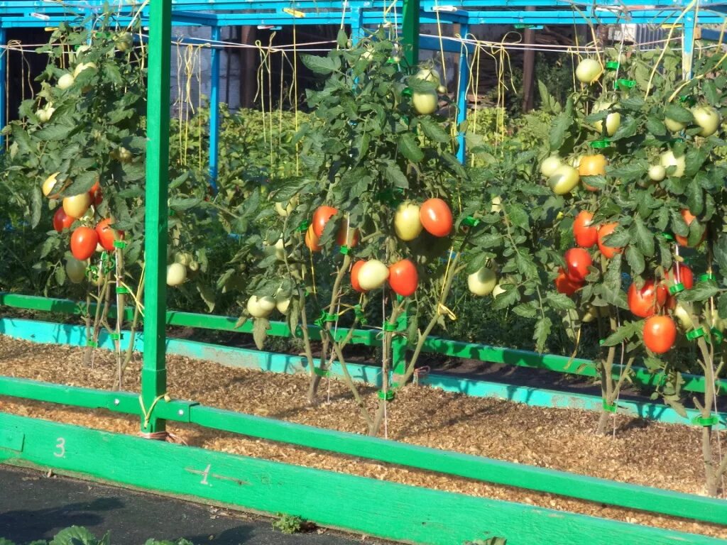 помидоры без грунта