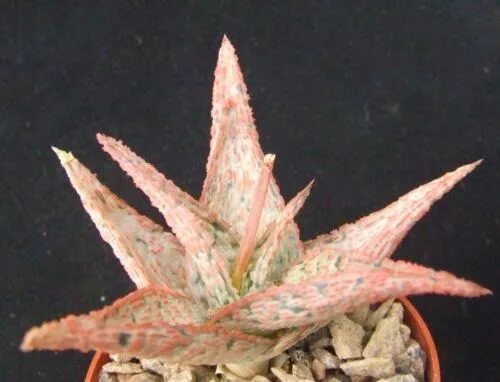 Розовый алоэ. Алоэ Пинк Блаш. Алоэ CV Pink blush. Aloe rauhii ('Pink blush'). Алоэ декоративное Pink blush.