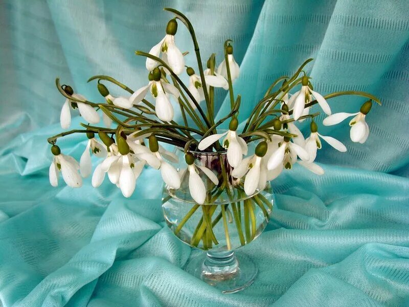 букет подснежников. терра фьорри подснежники. букет подснежников. букетик подснежников. букетик подснежников.