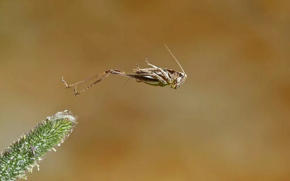Кузнечик для прыжков. Прыгающие насекомые. Летающий кузнечик. Прыгающие насекомые в природе.