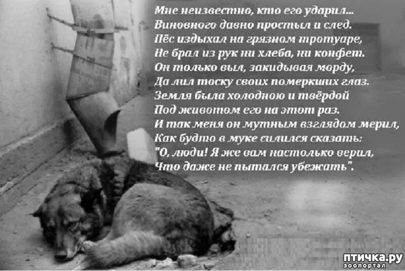 Про собак умирающая собака. Грустные стихи про собак. стихи про погибших собак. стихи на смерть собаки. стихи про убийство собаки.