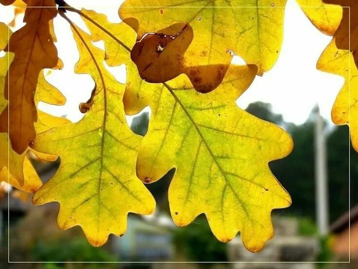 Лист дуба. Осенние листья дуба. Осенний дубовый лист. Листья дуба осенью.
