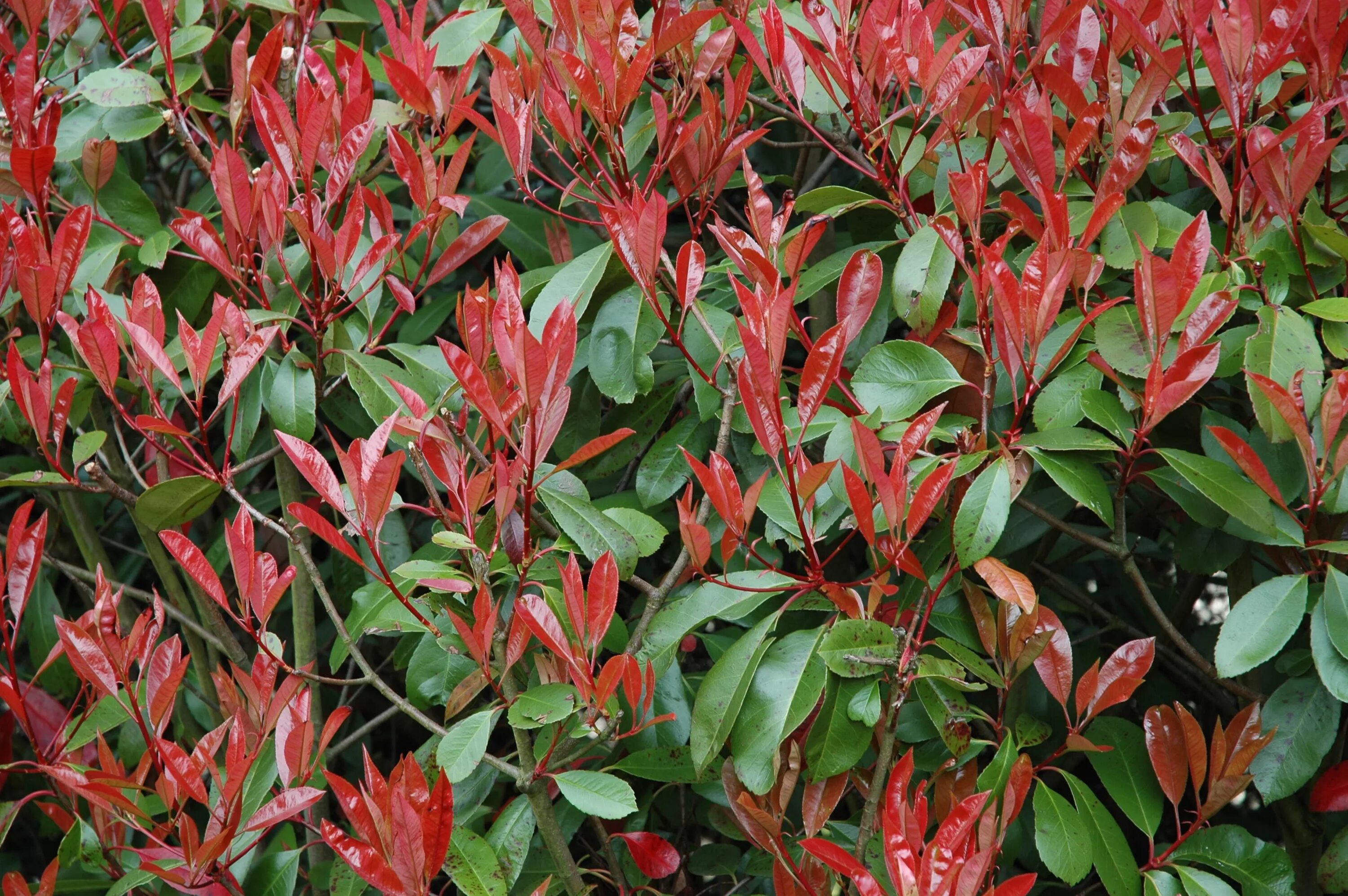 Фотиния фразера. Фотиния фразера red robin. Фотиния фразера (photinia fraseri). Фотиния ред робин описание. Фотиния ред робин описание.