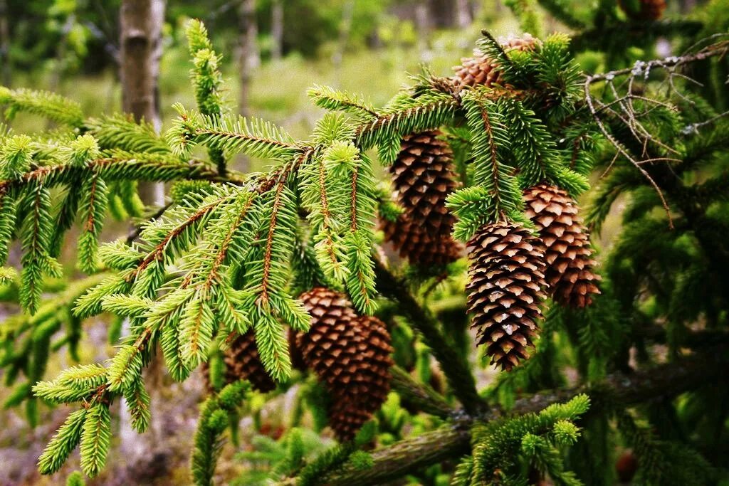 Ель обыкновенная лесная. Ель Сибирская Picea obovata. Ель европейская Picea Abies. Ель обыкновенная (Picea Excelsa link) ЛРС.