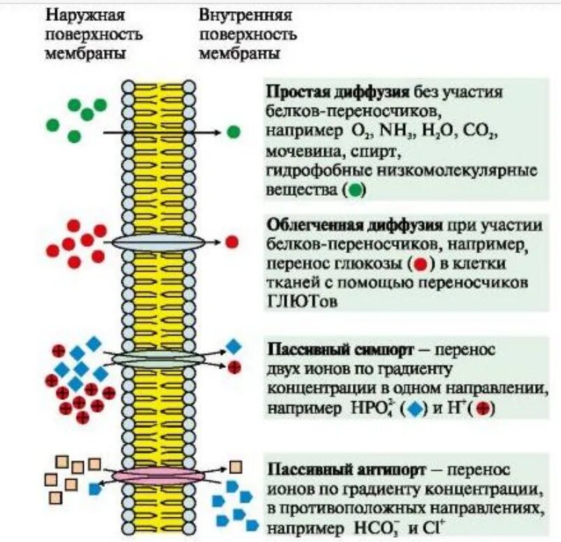 Транспорт веществ через биологическую мембрану пассивный и активный. Биомембраны пассивный транспорт. Активный транспорт веществ через клеточную мембрану. Мембранный транспорт пассивный активный облегченный. Диффузный путь