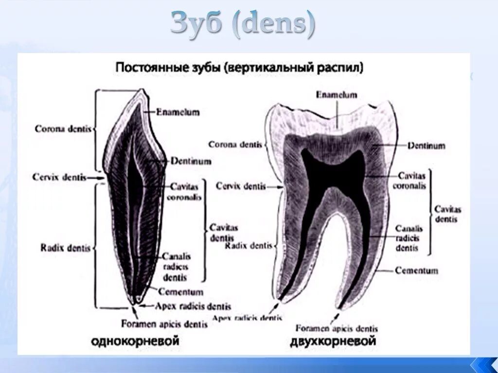 Верхняя семерка зуб строение. Анатомическое строение зуба человека. Строение зуба верхний моляр.