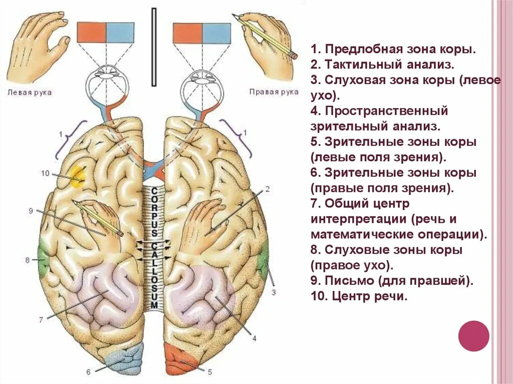 Полушария и руки. Функциональная асимметрия полушарий головного мозга человека.. Функциональная асимметрия коры головного мозга. Функциональная асимметрия полушарий большого мозга. Функциональная асимметрия коры мозга человека.