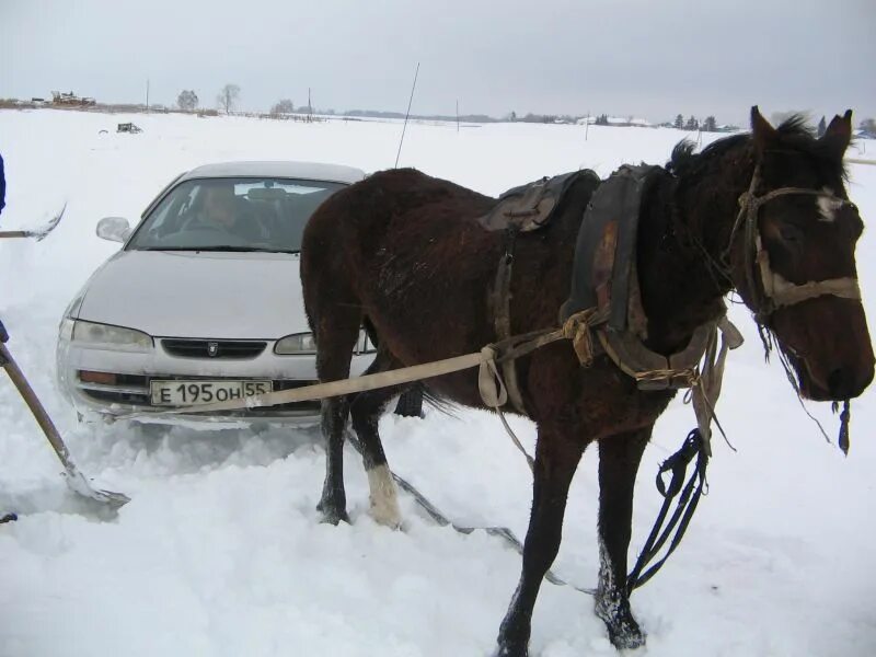 Сколько в человеке лошадиных