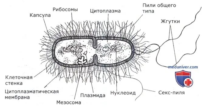 Строение бактерии мезосомы. Мезосома бактериальной клетки строение. Мезосома у бактерий это. Слизистый слой бактерий