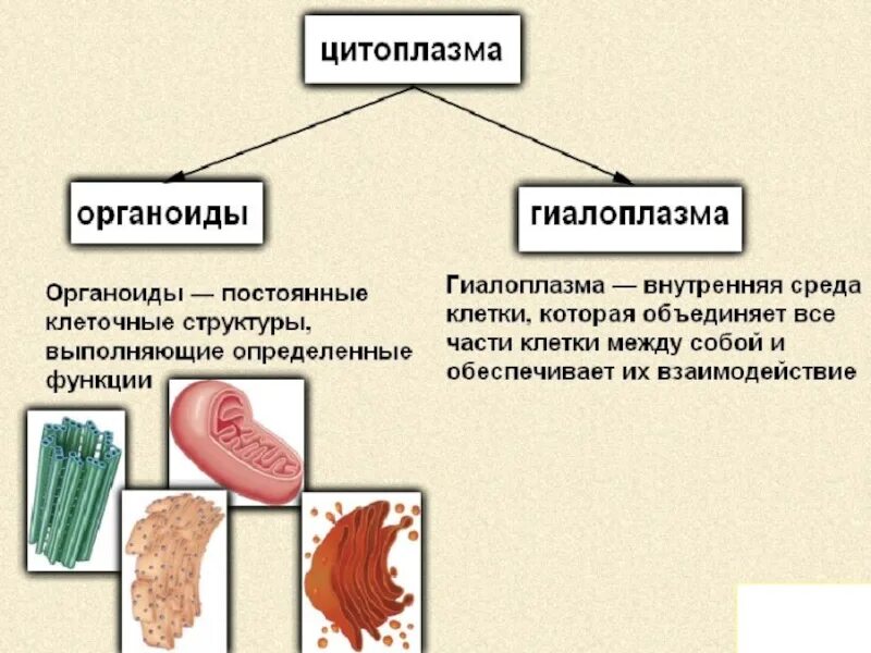 Биология 8 класс урок 7. Темы для презентаций по биологии 8 класс. Строение клетки 8 класс. Правила по биологии 8 класс. Строение клетки презентация.