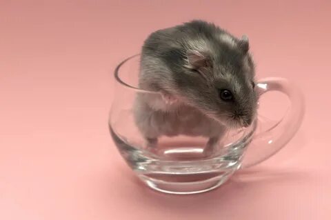 Hamster On Glass Wallpaper HD - WallpaperLepi.