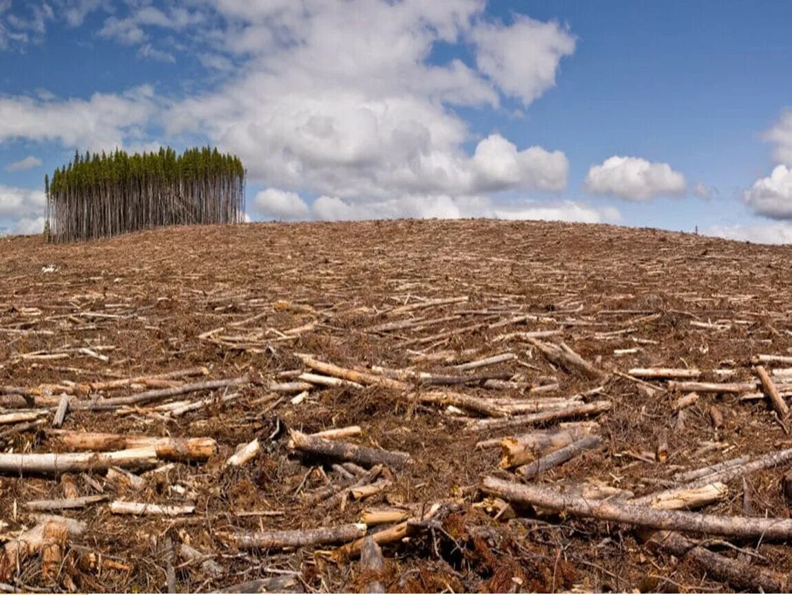 Clear cutting. Лес экология. Сибирский лес вырубают китайцы. Вырубленный лес в России. Огромная вырубка леса.