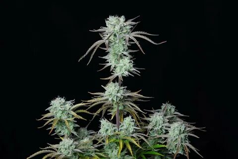 Fastbuds