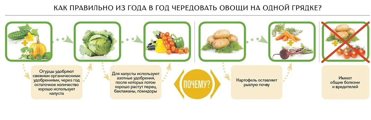 Схема посадки овощных культур таблица. Чередование посадок овощных культур таблица. Таблица совместных посадок овощей в открытом грунте. Совместная посадка овощей на одной грядке схема. Какой овощ после какого сажать