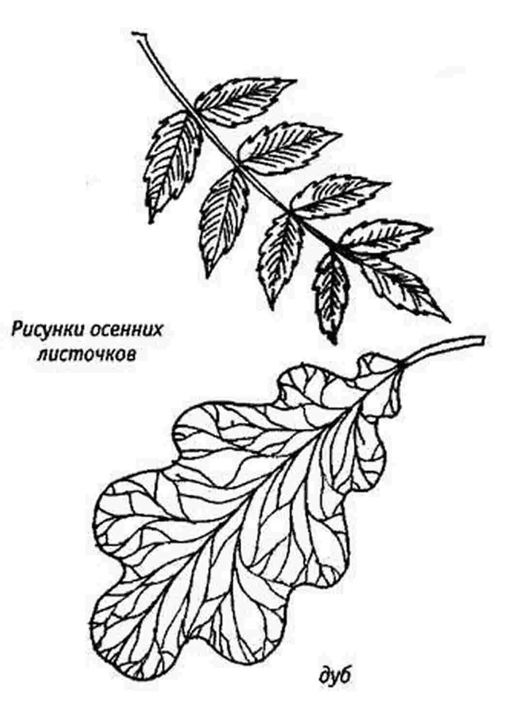 Осенние листья рисунок 1 класс. Лист дуба раскраска. строение листа дуба. листья деревьев раскраска. лист цветка раскраска.