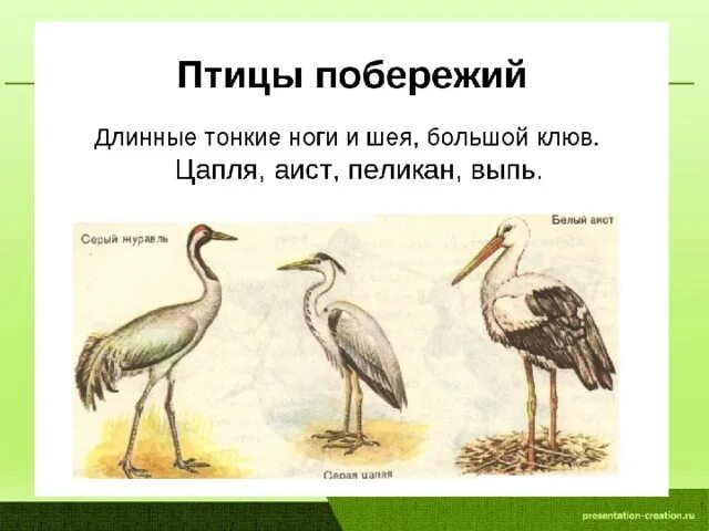 Чем журавль отличается. Аист цапля и журавль отличия. Аист журавль цапля разница. Отличие журавля от Цапли. Аист и цапля различия.