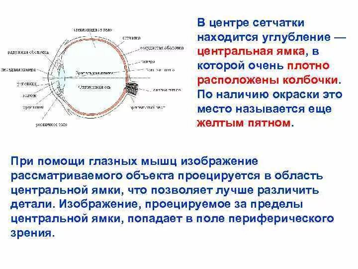 Центральная ямка глаза функции. Центральная ямка сетчатки. Центральная ямка желтое пятно сетчатки. Строение глаза Центральная ямка.