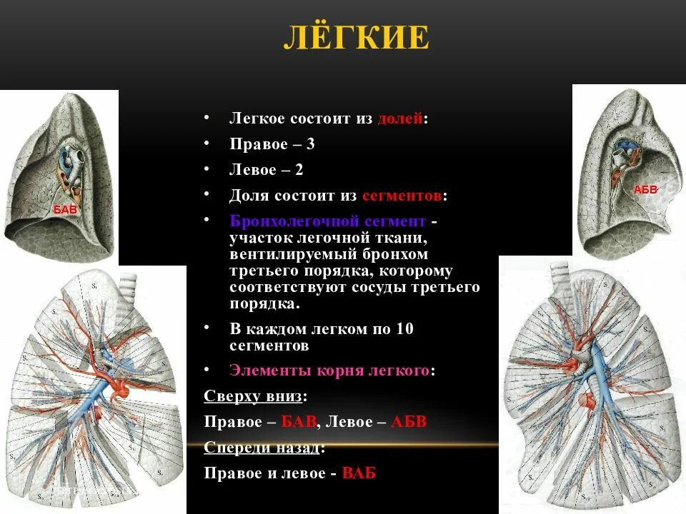 Правое легкое сколько долей. Правое легкое состоит из долей. Легкое состоит из. Левое легкое состоит из долей.