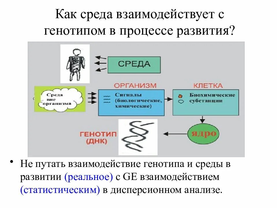 Средовые влияния на развитие. Взаимодействие генотипа и среды. Влияние генотипа и среды на развитие признака. Взаимодействие генотипа и среды при формировании признака. Влияние генотипа и среды на формирование фенотипа.