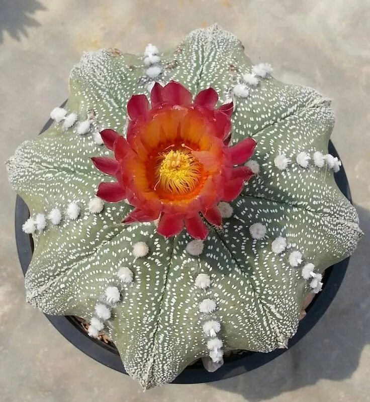 Astrophytum asterias. Астрофитум asterias. кактус astrophytum asterias. астрофитум азкабана.