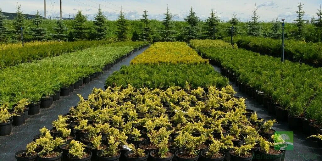 зеленый остров псков территория. садовый центр зеленый остров псков неелово. магазин зеленый остров псков неелово. зеленый остров псков неелово каталог. зелёный остров псков неёлово каталог.