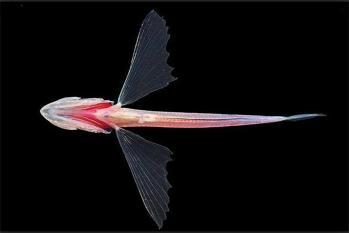 рыба свеча на байкале. байкал омуль байкальский. байкальский музей. голомянка байкальская рыба. рыба свеча на байкале.